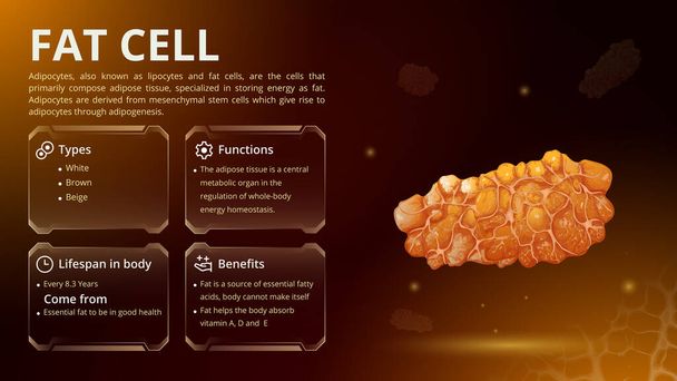 Structure, Function and Types of Fat Cell- Vector Image Design - Vector, Image