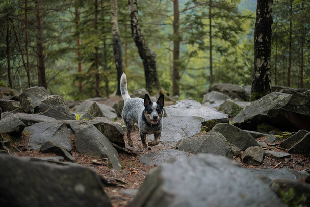 Australian cattle dog in the forest. Hiking dog. Blue heeler dog breed. Carpathian mountains - Photo, Image