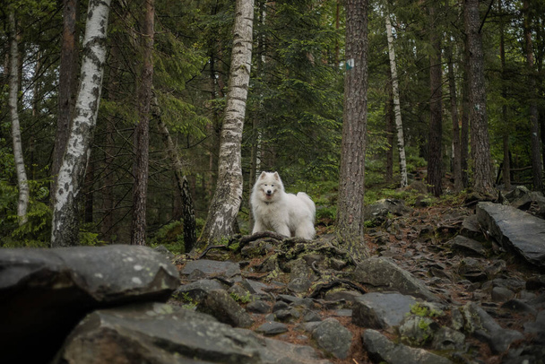 Samoyed dog in the forest. Hiking dog. Carpathian mountains - Фото, изображение