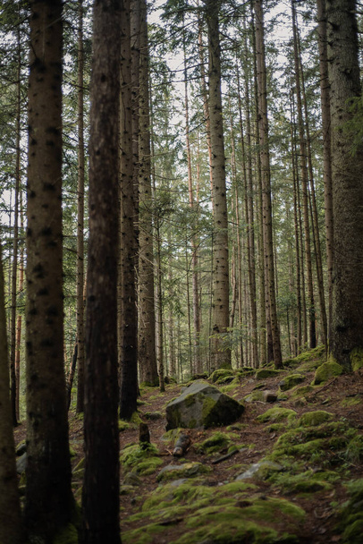 Pine forest on the slopes of a mountain. Carpathians, Ukraine, Europe. World of beauty. - Fotoğraf, Görsel