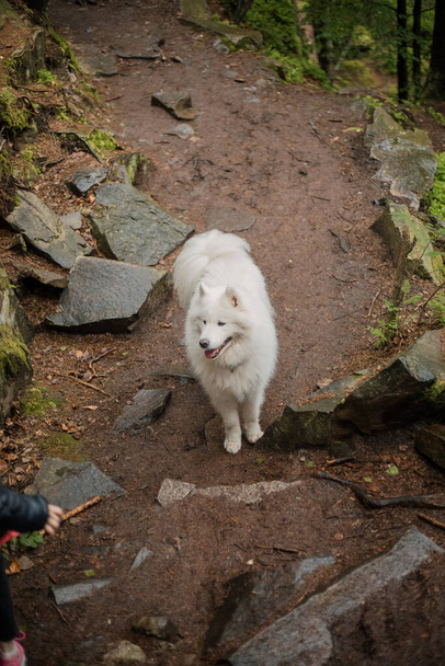 Samoyed dog in the forest. Hiking dog. Carpathian mountains - Fotó, kép