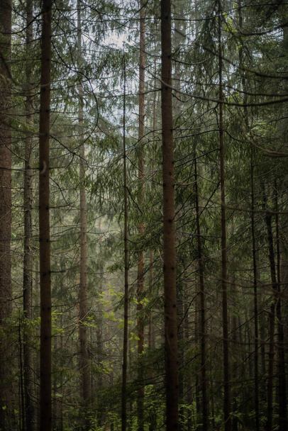 Pine forest on the slopes of a mountain. Carpathians, Ukraine, Europe. World of beauty. - Foto, Bild