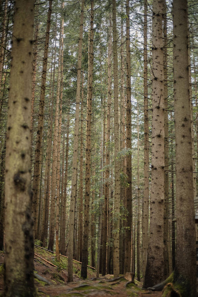 Pine forest on the slopes of a mountain. Carpathians, Ukraine, Europe. World of beauty. - 写真・画像