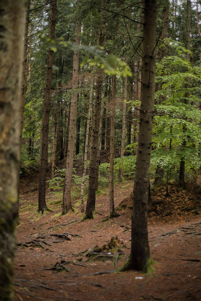Pine forest on the slopes of a mountain. Carpathians, Ukraine, Europe. World of beauty. - Fotografie, Obrázek