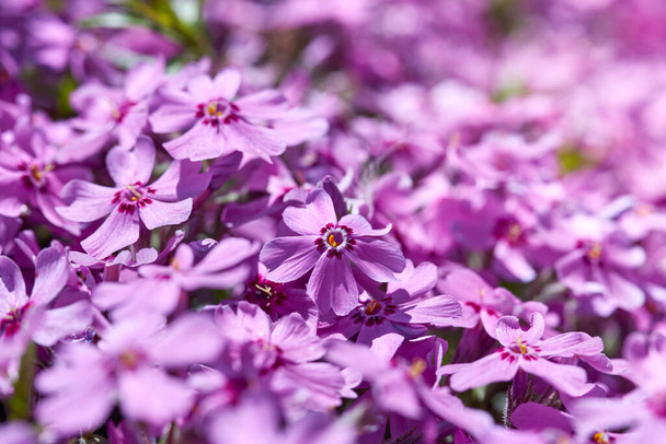 Alfombra cubierta de tierra flores púrpura, primer plano, fondo floral. - Foto, Imagen