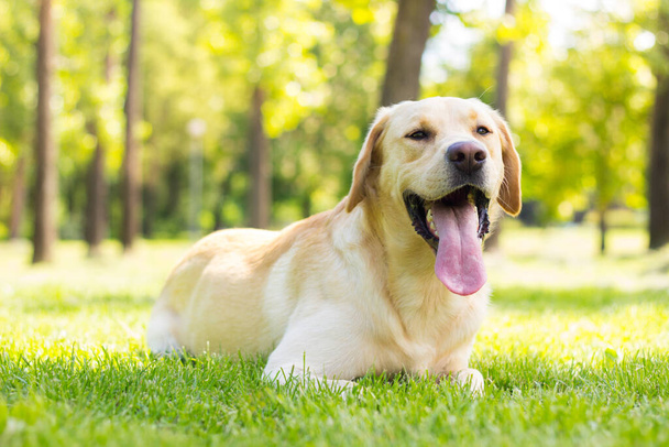 公園で遊んでいる笑顔のラブラドール犬 - 写真・画像