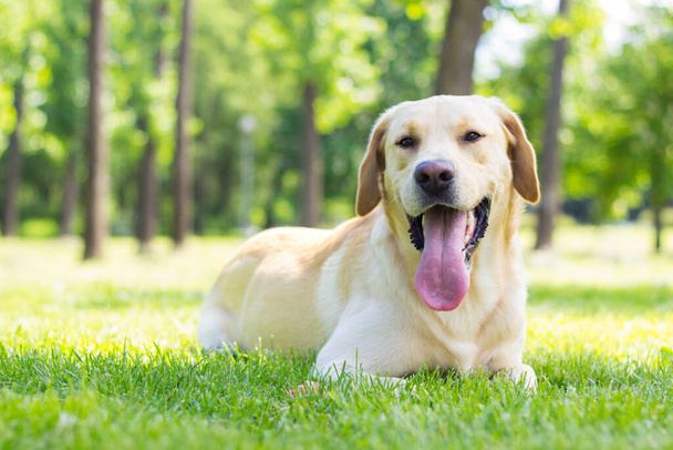 Усміхнений собака-лабрадор грає в громадському парку
 - Фото, зображення