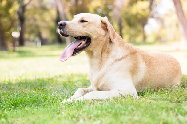 Beautiful labrador retriever dog in the park, sunny day - Foto, imagen