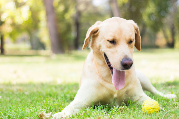 Bellissimo cane labrador retriever nel parco, giornata di sole - Foto, immagini