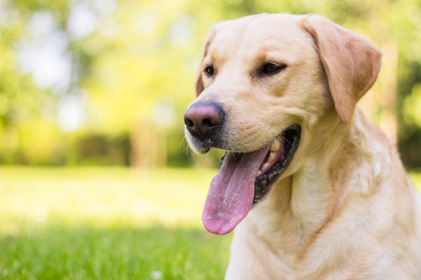 公園で美しいラブラドールレトリバー犬、晴れた日 - 写真・画像