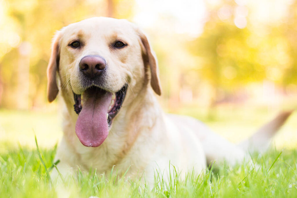 Beautiful labrador retriever dog in the park, sunny day - Photo, Image