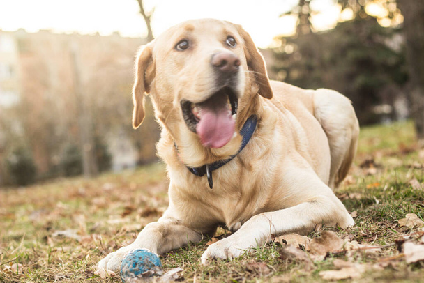 Gülümseyen labrador köpeği halka açık parkta oynuyor. - Fotoğraf, Görsel
