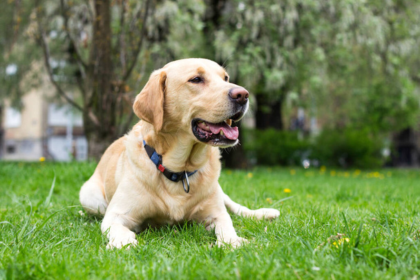 Sonriente perro labrador jugando en el parque público - Foto, imagen