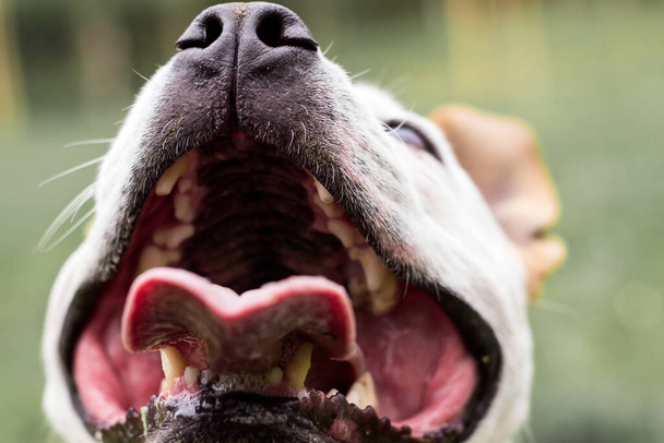 Дружелюбная собака улыбается, смотрит в камеру. Игра в общественном парке - Фото, изображение