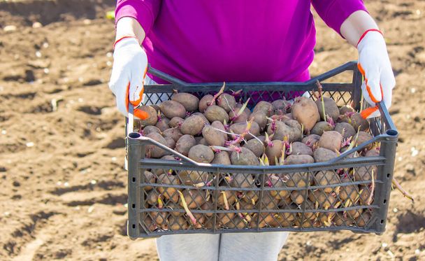 Manual planting of potato tubers in the ground. Early spring preparation for the garden season. selective focus - Photo, Image