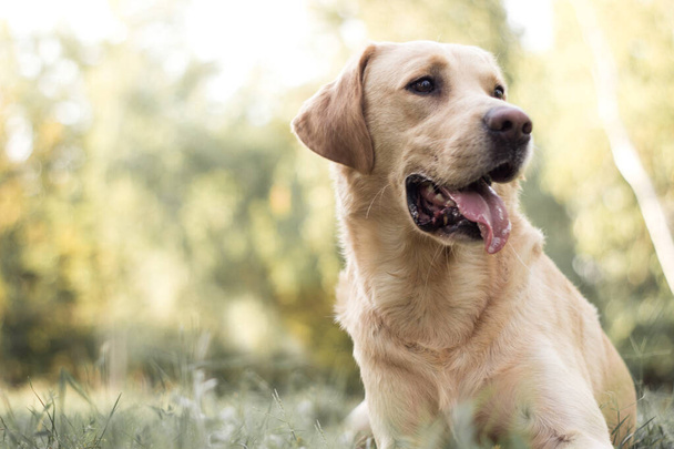 Beautiful labrador retriever dog in the park, sunny day - 写真・画像