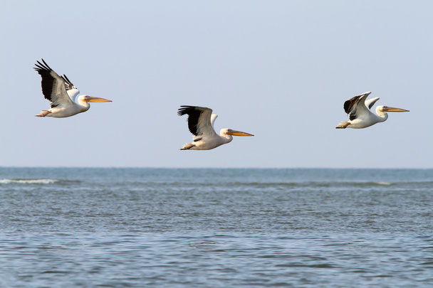 абстрактне формування трьох пеліканів
 - Фото, зображення