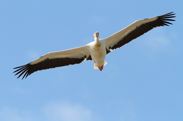 gran pelícano con alas abiertas
 - Foto, Imagen