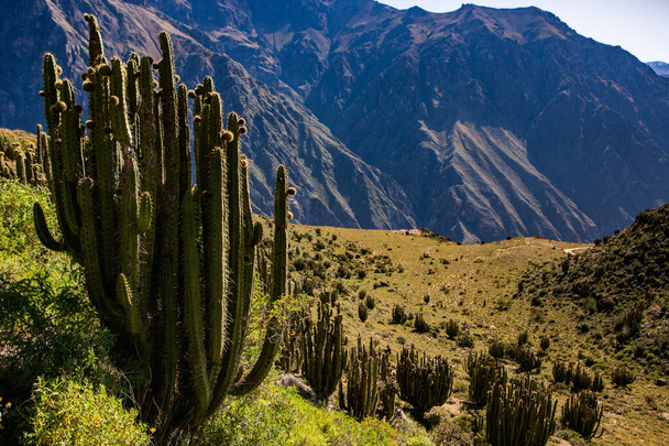 Widok na kanion Colca w Peru. Jest to jeden z najgłębszych kanionów na świecie. Piękna przyroda w Ameryce Łacińskiej. - Zdjęcie, obraz