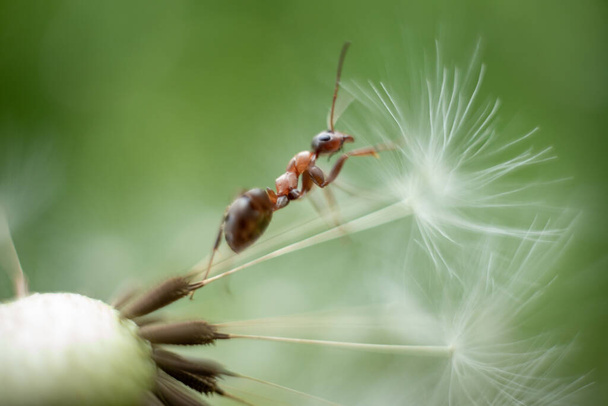 Macro photo of an ant. An ant crawls on a dandelion. Macro photo of insects. - Photo, Image