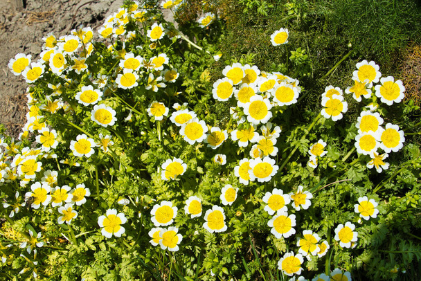 Белые и желтые цветы из луговой пены Дугласа или яичного завода (Limnanthes douglasii) - Фото, изображение