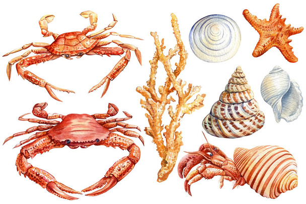 Conjunto de conchas, caranguejo, estrela do mar em um fundo branco isolado, ilustração aquarela - Foto, Imagem