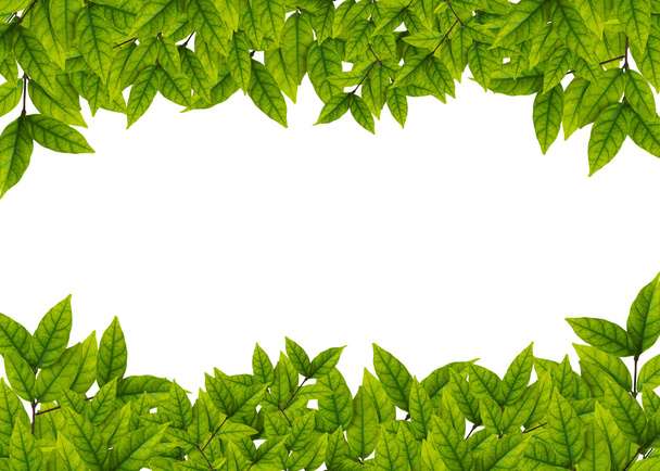 green leaves on white background - Photo, Image