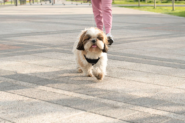 Mooie rasechte hond Shih Tzu loopt met de eigenaar - Foto, afbeelding
