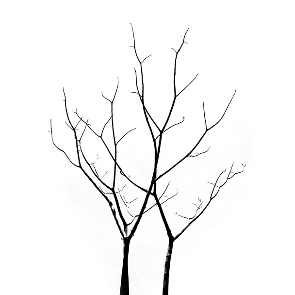 Kuollut puu ilman lehtiä
 - Valokuva, kuva