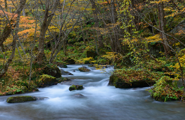 Oirase gorge in Autumn, in Aomori, Japan - Photo, Image