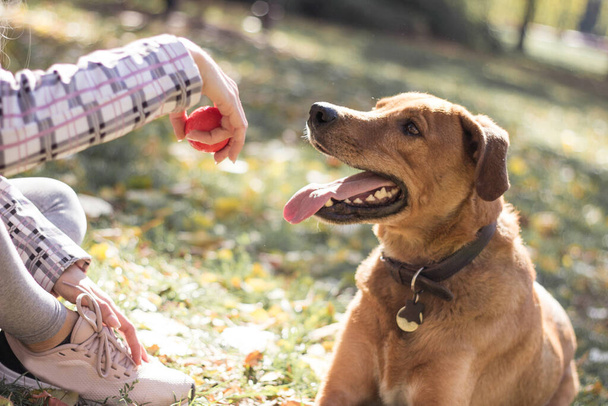 Pozitív fiatal nő élvezi boldog pillanatokat kutyájával - Fotó, kép