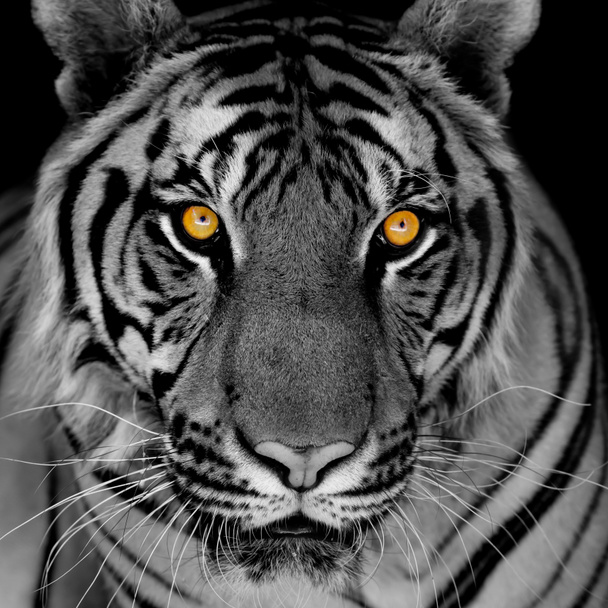 黒と白の虎 - 写真・画像