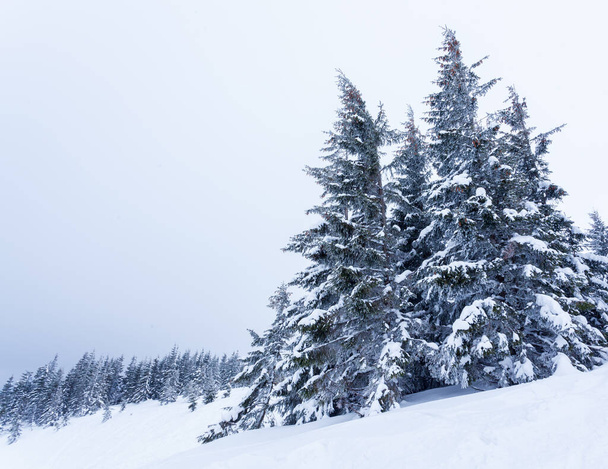 Zmrzlý sněhem pokrytý jedlový les po sněžení a šedá obloha v oparu v zimním dni. Karpaty, Ukrajina - Fotografie, Obrázek