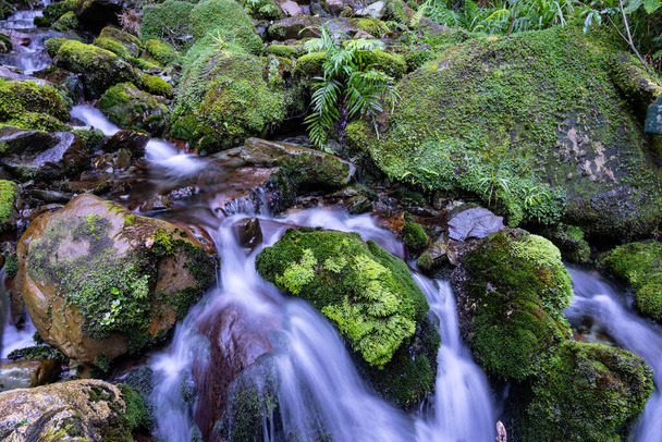 Vesi tasoittaa pitkä altistuminen, koska se putoaa läpi ja ympäri sammalta katettu kivinen joen sänky vieressä Hollyford Track, South Island Uusi-Seelanti. - Valokuva, kuva