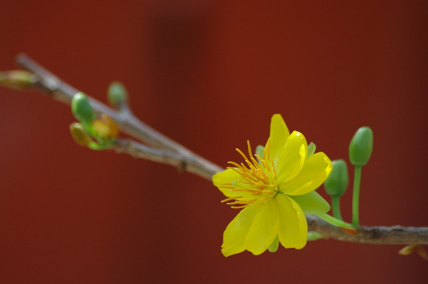 Желтая мышиная трава
 - Фото, изображение