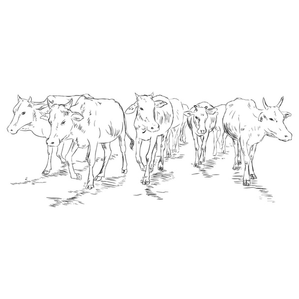スケッチの牛の群れ - ベクター画像