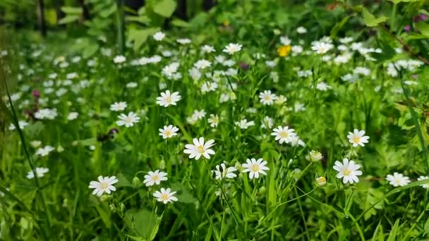 Small white flowers grow in the green grass in a clearing in the forest - Footage, Video