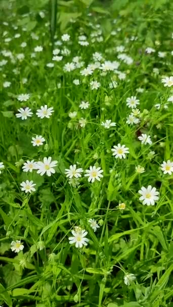 Monet pienet valkoiset kukat kasvavat vihreällä ruoholla metsässä - Materiaali, video
