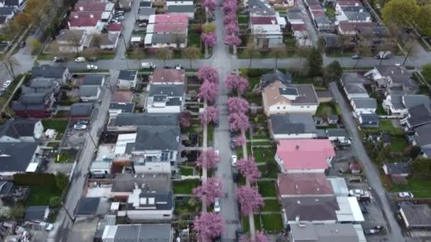 Πετάξτε πάνω από τα σπίτια Βανκούβερ και κεράσι ανθίζουν δρόμο το πρωί - Πλάνα, βίντεο
