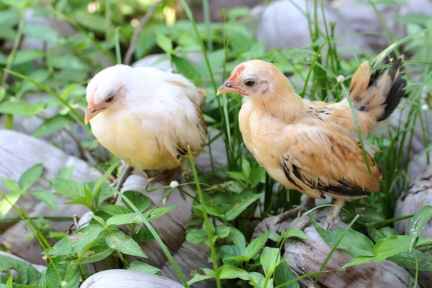 Two chicks are looking for food. This animal has the scientific name Gallus gallus domesticus. - Photo, Image