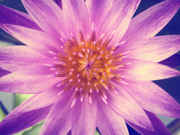 Квітка лотоса
 - Фото, зображення