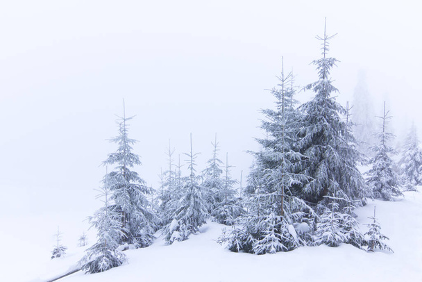 Zimny poranek. Z trawnika roztacza się panoramiczny widok na pokryte mrozem drzewa w zaspy śnieżne, wysoka góra ze śnieżnobiałymi szczytami. Lokalizacja miejsce Karpaty, Ukraina, Europa. - Zdjęcie, obraz