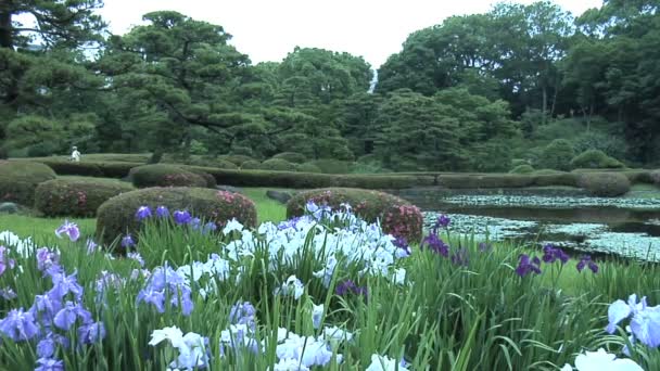 Imperial κήπο στο Τόκιο της Ιαπωνίας - Πλάνα, βίντεο