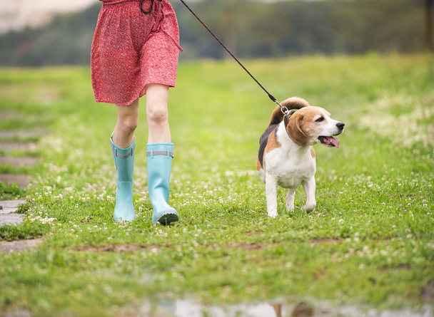 Legs in gumboots walking with dog - 写真・画像