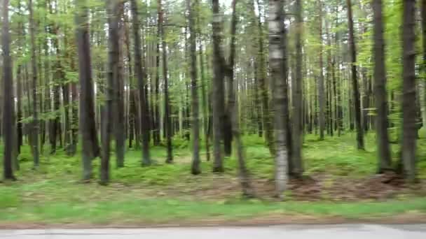 Melnsils, Letonya Kuzey Letonya 'da Baltık Denizi' nin yanında bir çam ormanı. - Video, Çekim