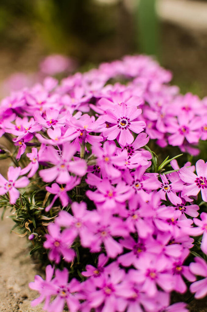 Pieni phlox kukkia kevään puutarha koristeluun aurinkoisena päivänä
 - Valokuva, kuva