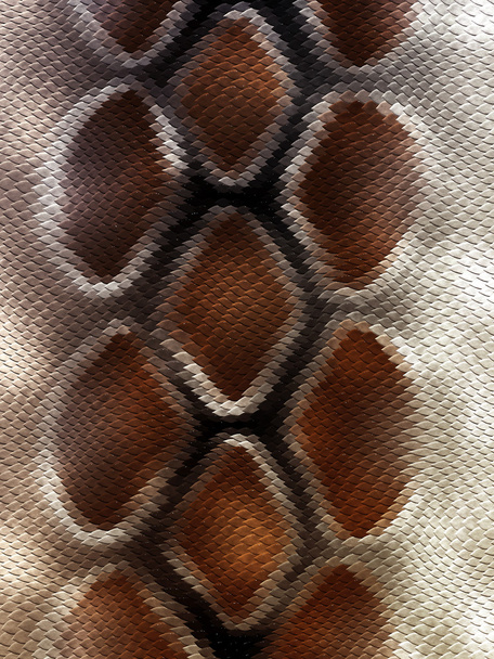 Snakeskin pattern - Photo, Image