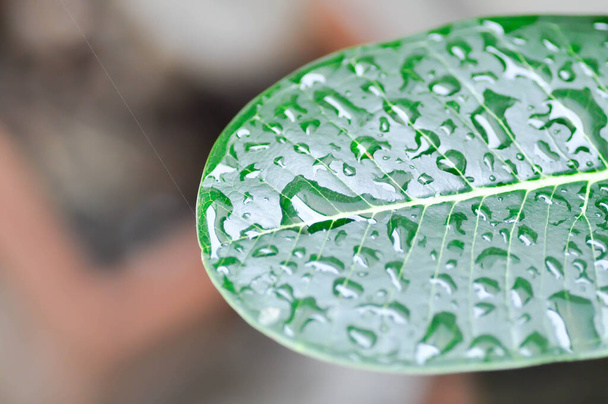rain drop on the leaf, pagoda tree or temple tree or dew drop - Fotó, kép
