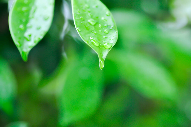 banyan tree or Ficus annulata or ficus bengalensis , MORACEAE tree and dew drop or rain drop - Φωτογραφία, εικόνα