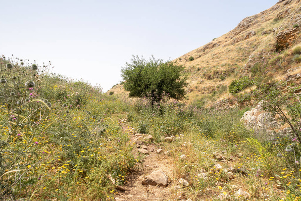 Repleta de erva e arbustos, a encosta do Monte Arbel, localizada às margens do Lago Kinneret - o Mar da Galileia, perto da cidade de Tiberíades, no norte de Israel. - Foto, Imagem
